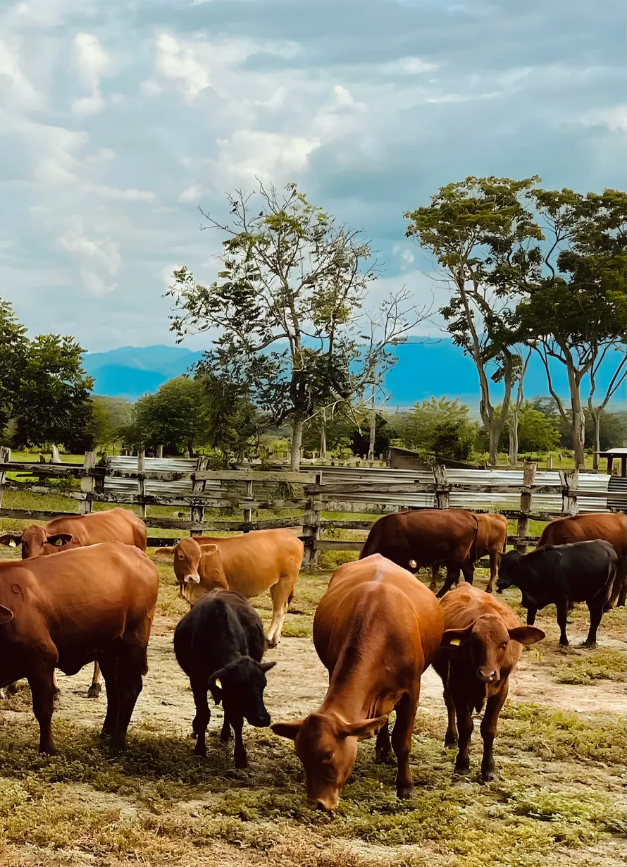 Hato ganadero de Agronegocios Fenix