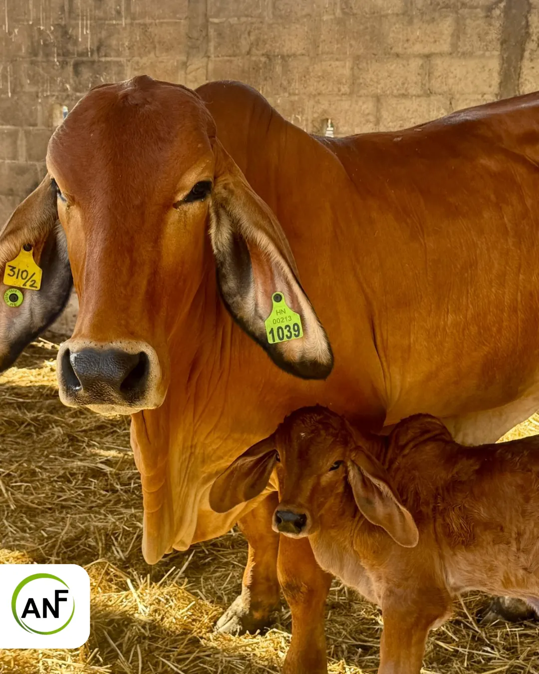 Vaca Brahman con su ternero